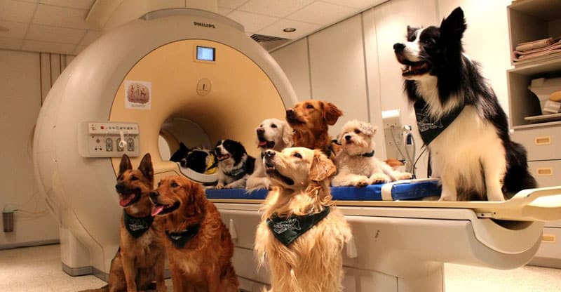 Glada hundar sitter vid en magnetröntgen
