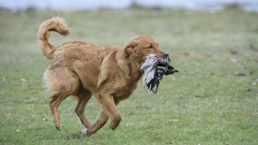 Golden retriever apporterar en skjuten fågel