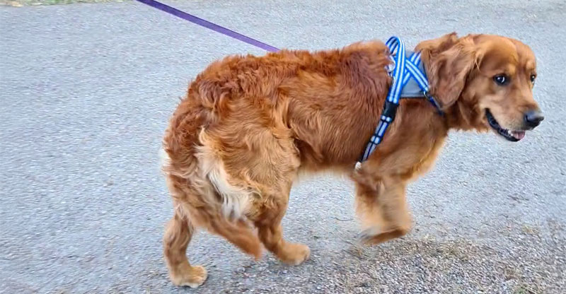 Golden retriever som har fått vattensvans