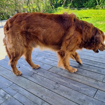 Golden retriever som har fått vattensvans