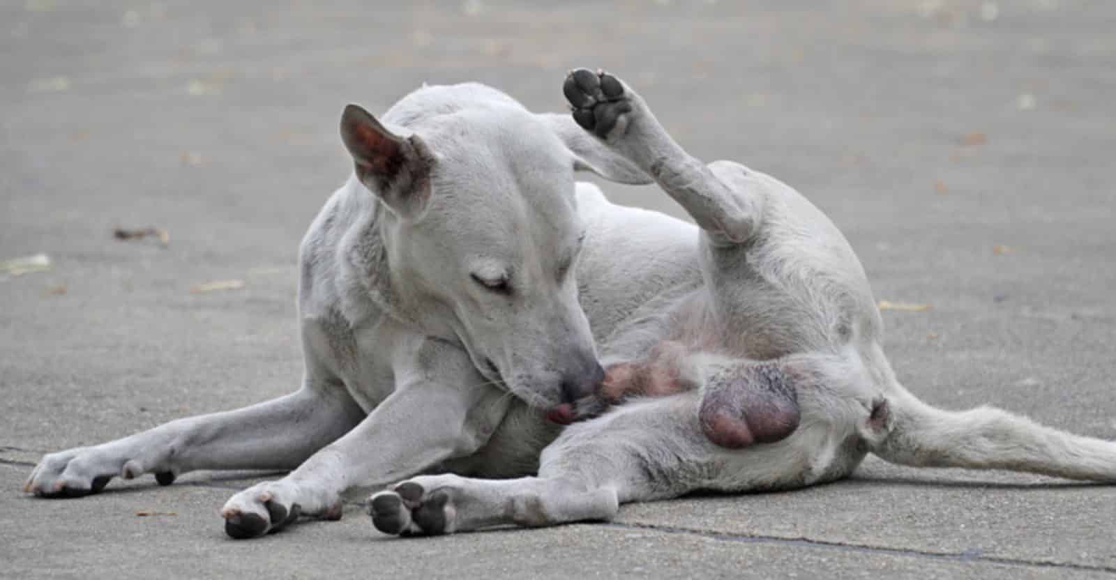 Kemisk kastrering av hund Glanna