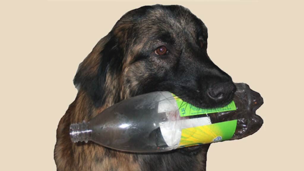 Hunden Astra bär en pet-flaska i munnen
