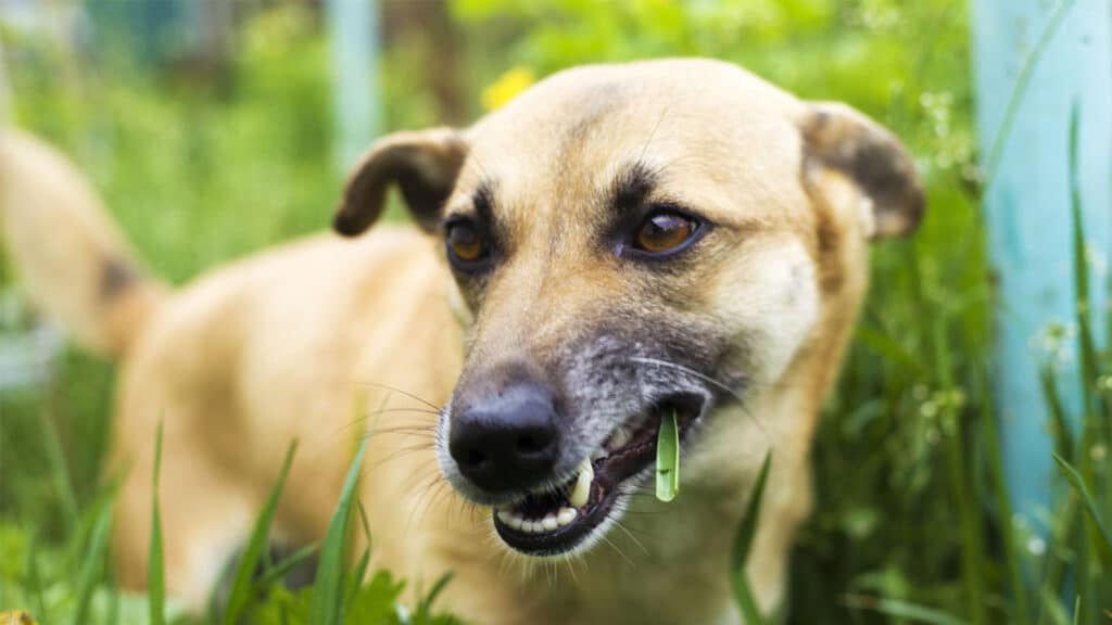 Hund som äter gräs