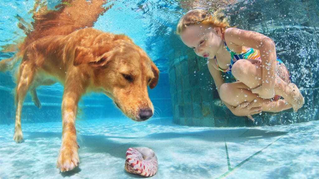 Golden retriever och barn dyker under vattnet