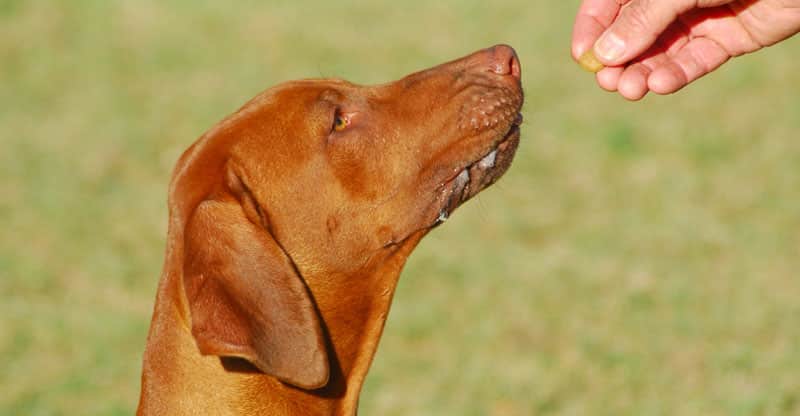 Hund blir belönad med godis