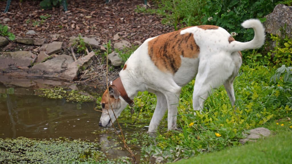 hund-dricker-vatten-utomhus Hund som dricker vatten ur liten sjö