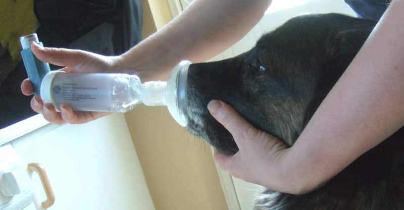 Hunden Astra får en inhalation mot sin astma