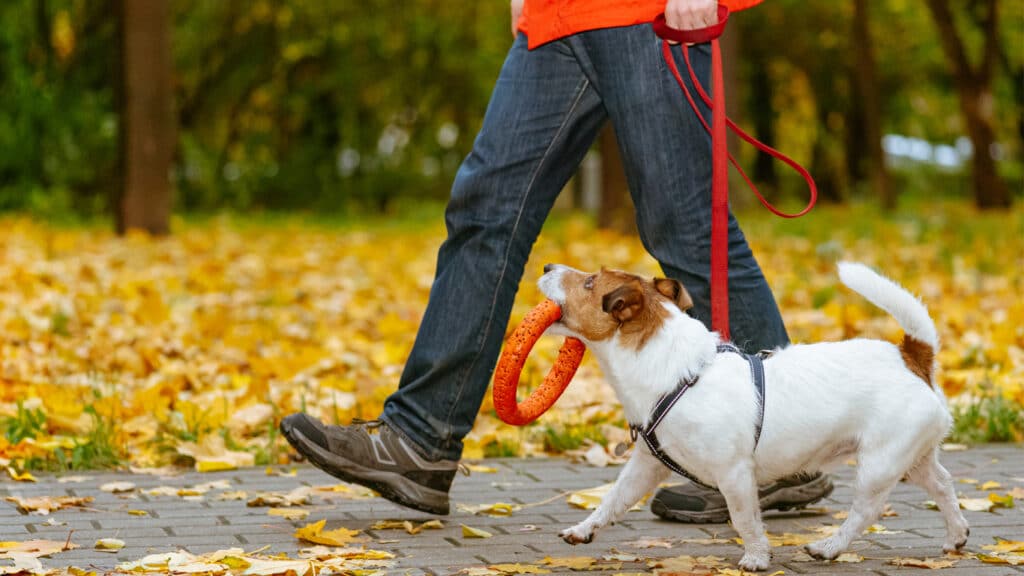 hund-gar-bredvid-husse Kopplad hund med leksak går bredvid husse