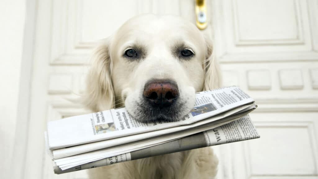 En hund, Golden retriever bär in tidningen