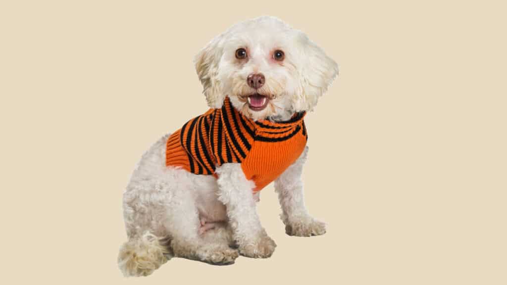 Hund med orange tröja