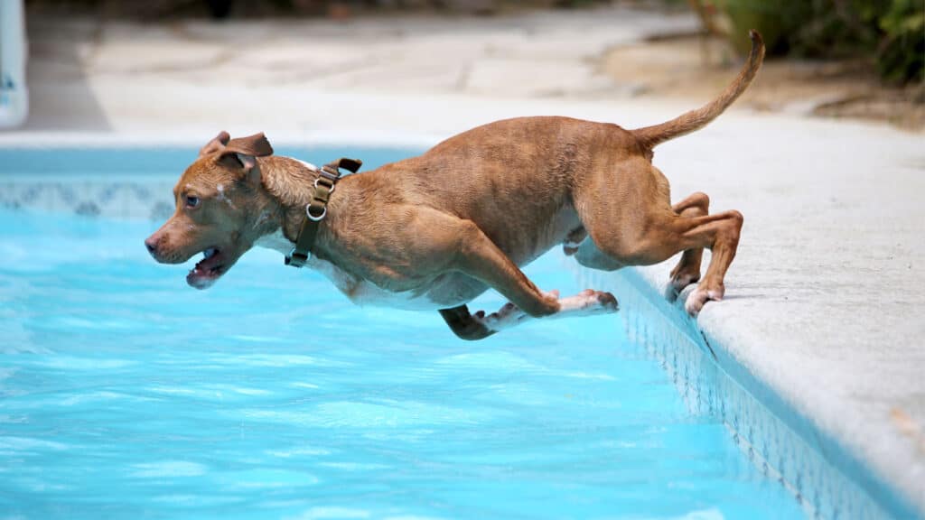 Hund som hoppar i från poolkanten