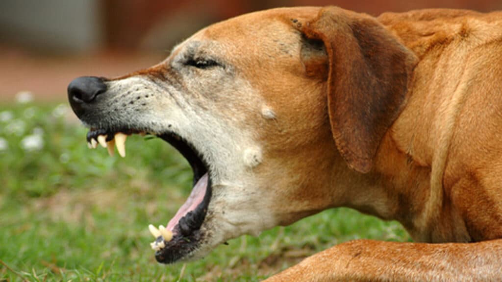 Hund som hostar