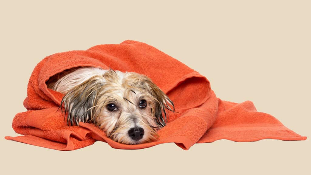 En liten hund invirad i en handduk