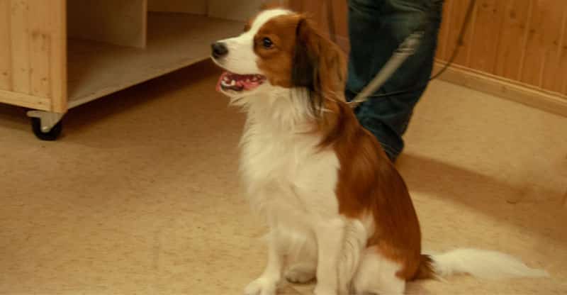 Kooijkerhund på Glannas hundkurs