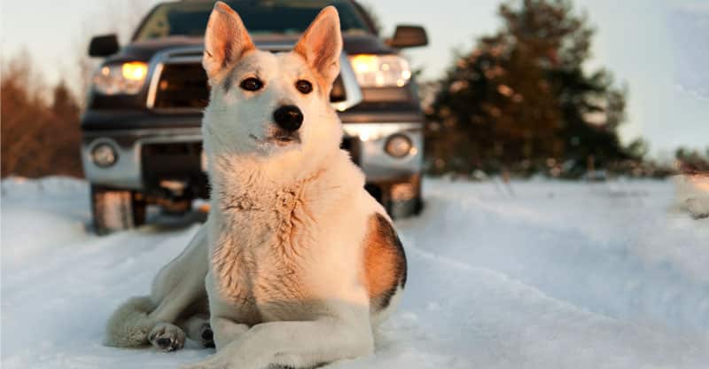 Hund som ligger i snön framför en bil