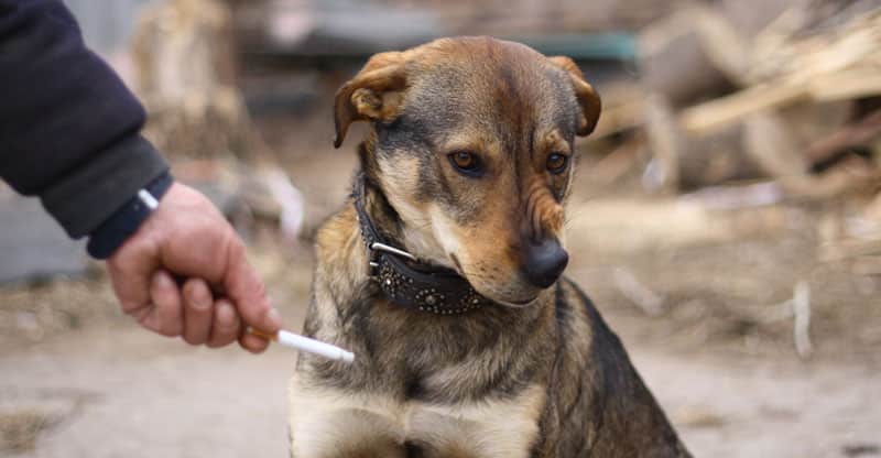 Hund rynkar på nosen åt en cigarett