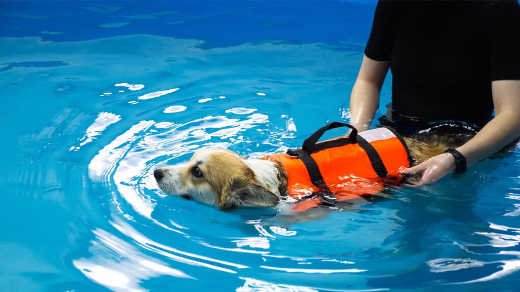 Hund simmar i pool, har hjälp av flytväst