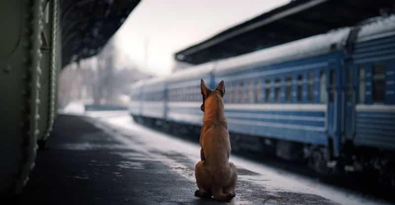 Hund sitter på perrongen på en tågstation