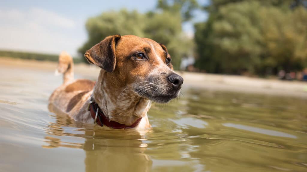 Hund som badar i en sjö
