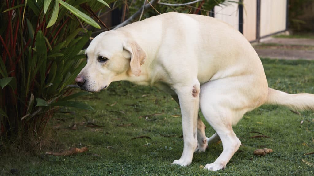 Ljus labrador som bajsar på en gräsmatta