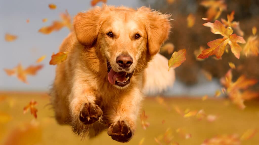 hund-springer-i-full-fart Hund kommer på inkallning