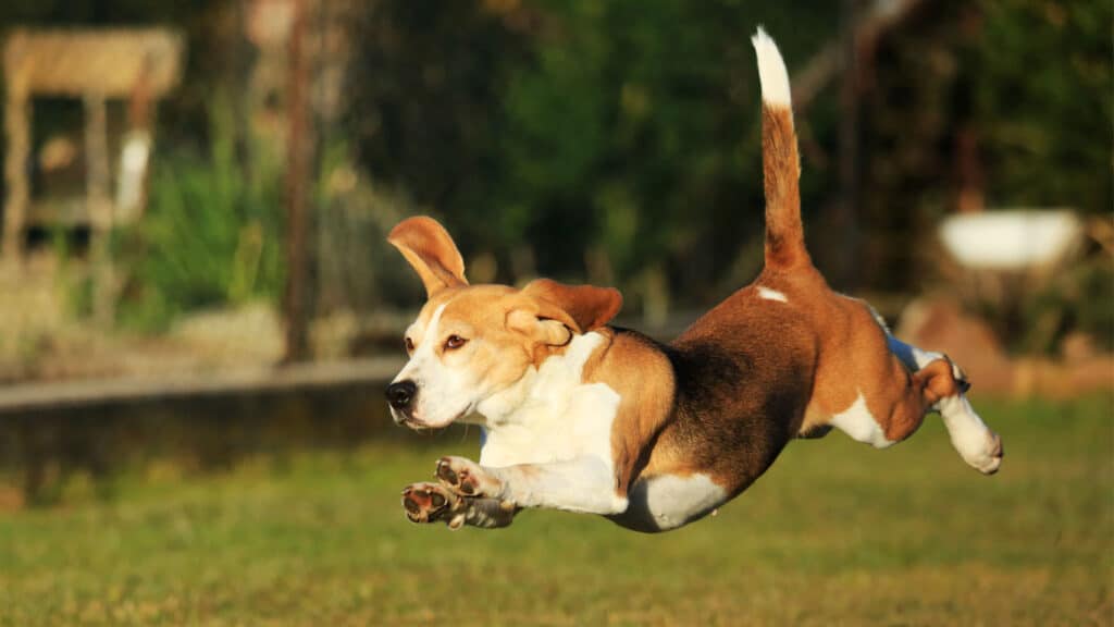 Springande hund där violkörteln syns som en mörk fläck