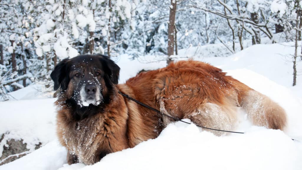 Hunden Astra trivs i snön och kylan