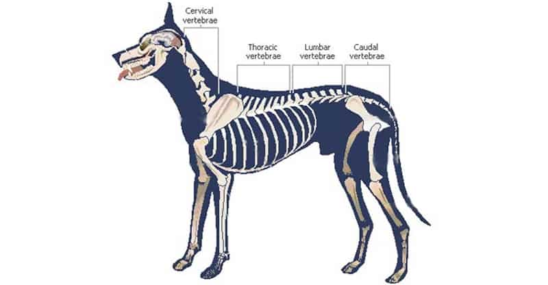 Hundens skelett rygg och nacke