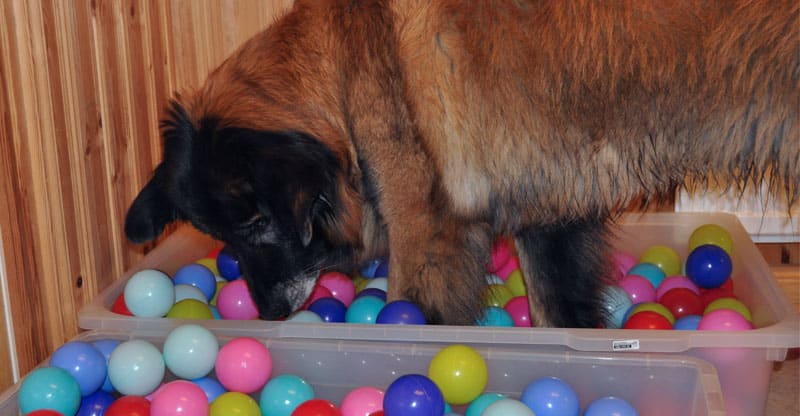 Hund, Cão da Serra da estrela på hundkurs hos Glanna