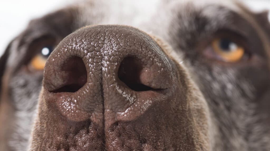 Hundnos med nosmönster