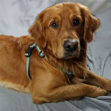 Metizo hundsele på Golden retriever