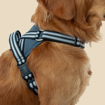 Utförsäljning av hundselar Metizo