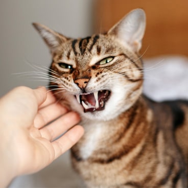 Ilsken katt blir klappad