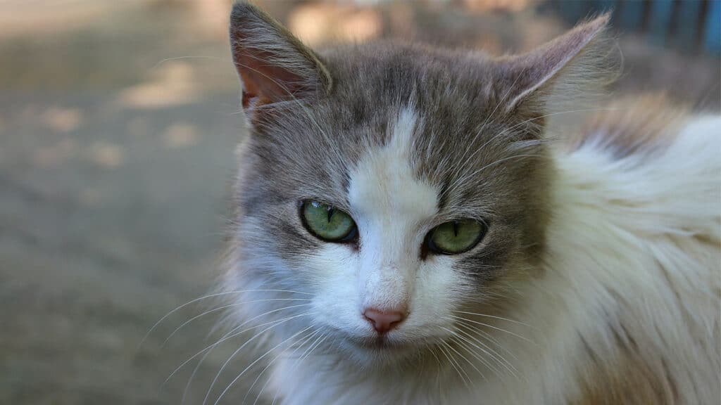 Katt funderar