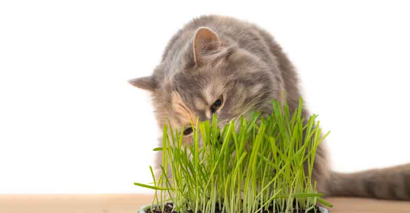Katt äter kattgräs