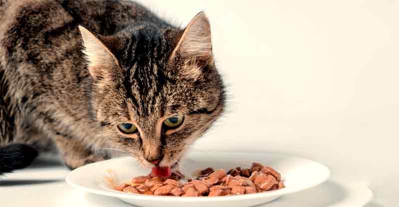Katt äter blötmat