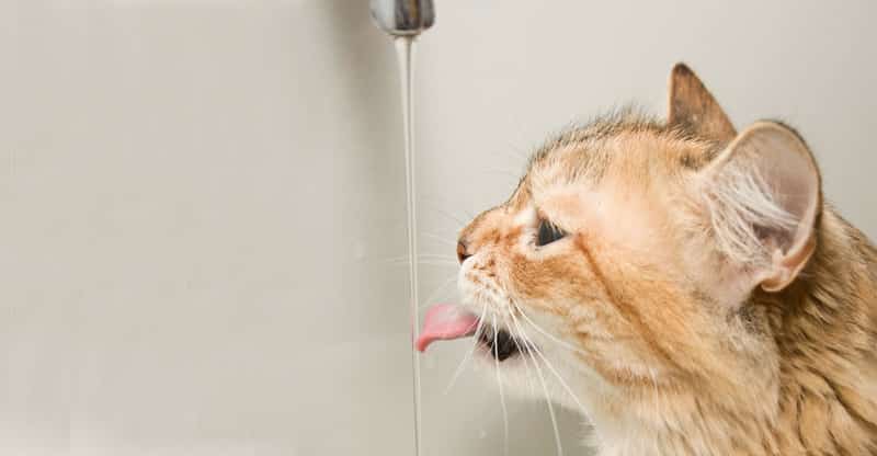 Katt dricker vatten från kranen