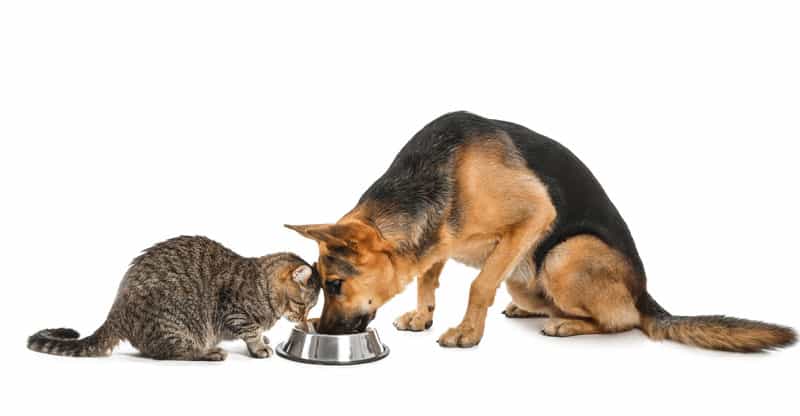 Katt och schäfer äter ur samma matskål