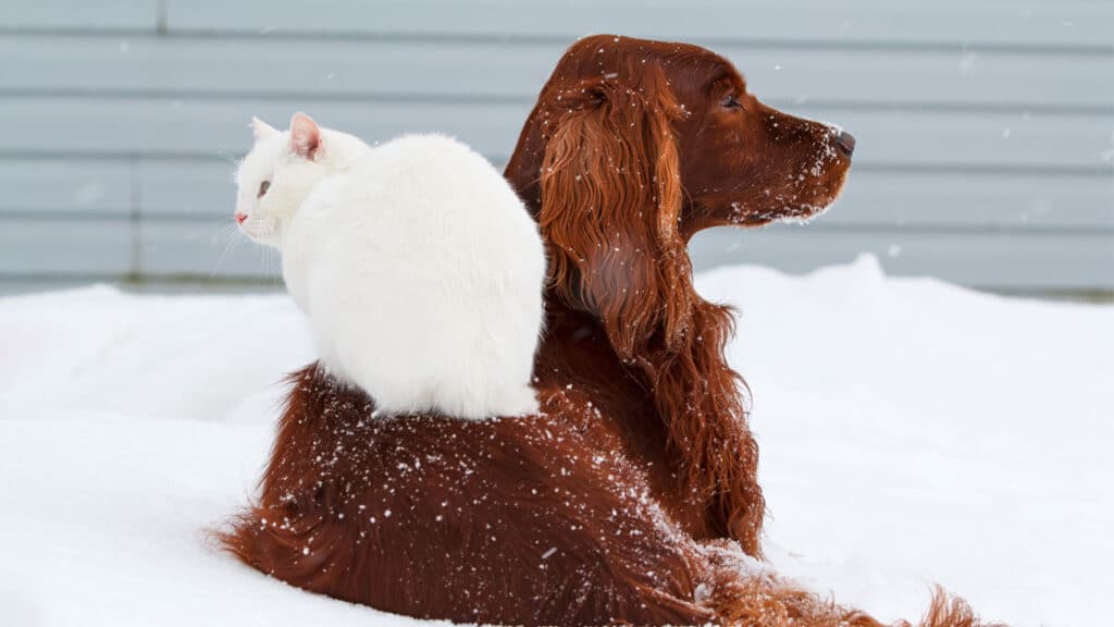 Katt ligger på en hund i snön håller temperaturen