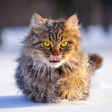 Katt går i snön