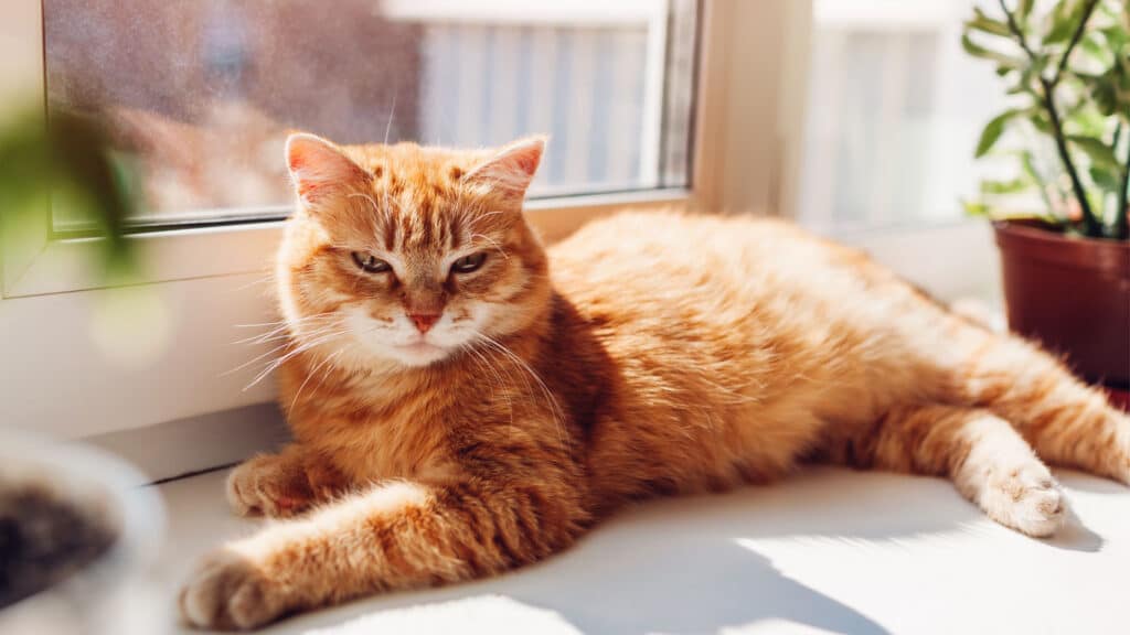 Katt som solar i ett fönster