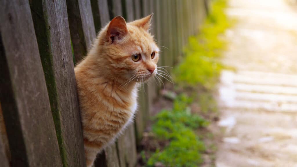 Katt tittar ut från ett staket