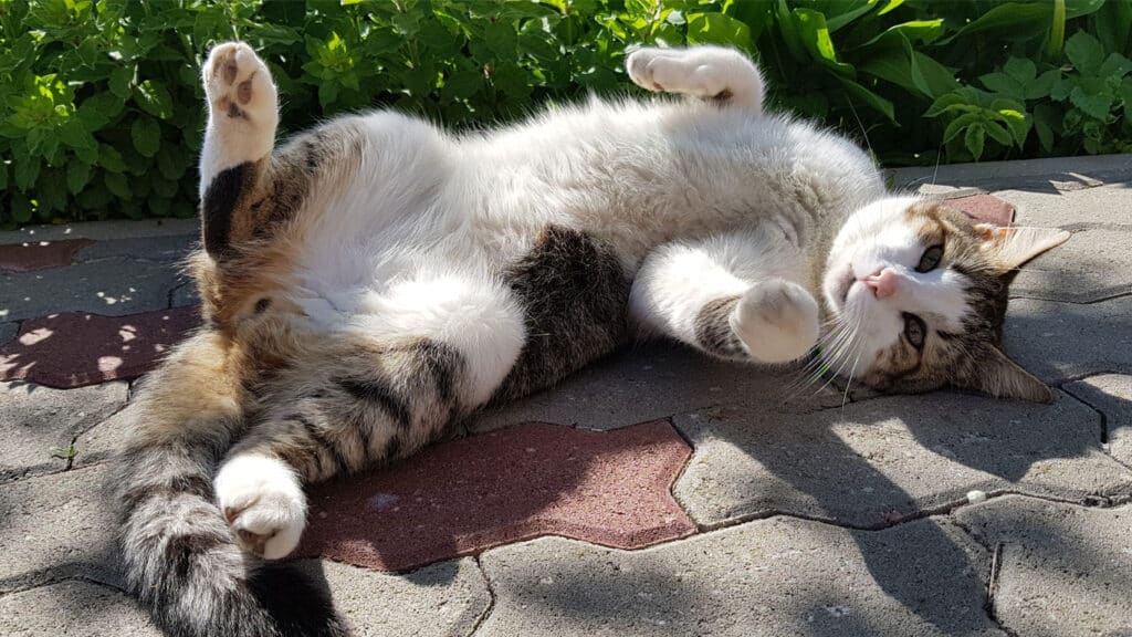 Katt ligger i solen