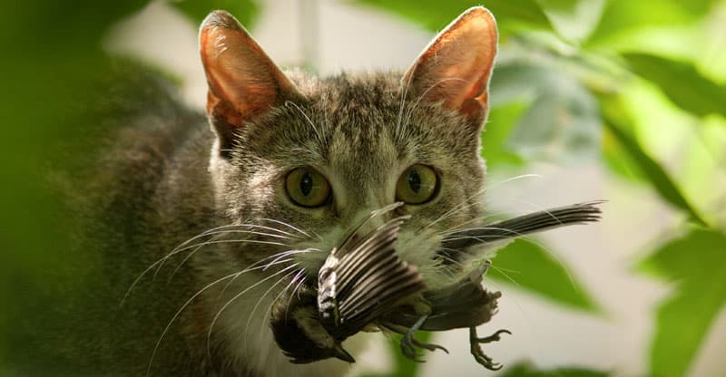 Katt som har fångat en fågel