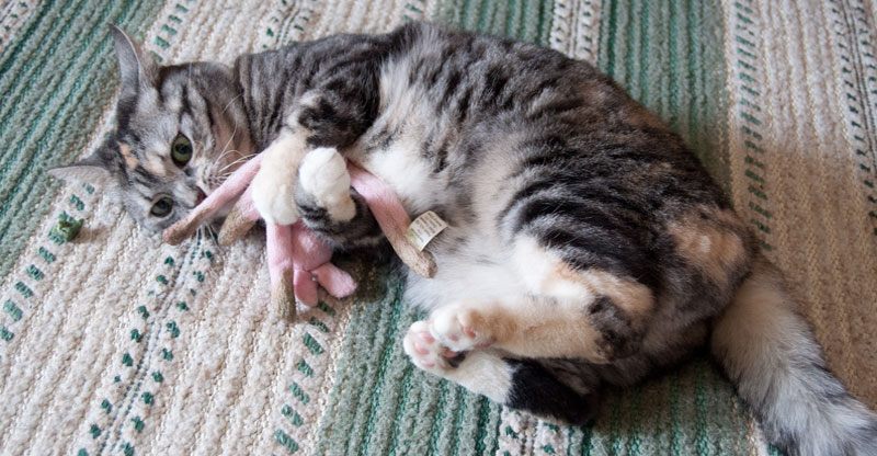 Katten Piffi leker med leksak innehållande kattmynta