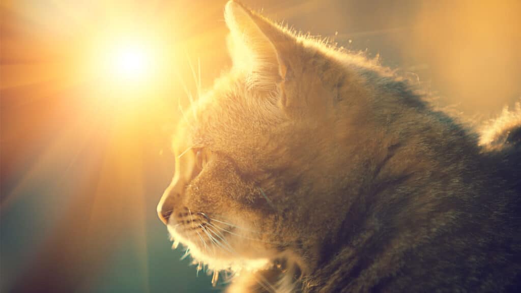 Katt i solskenet