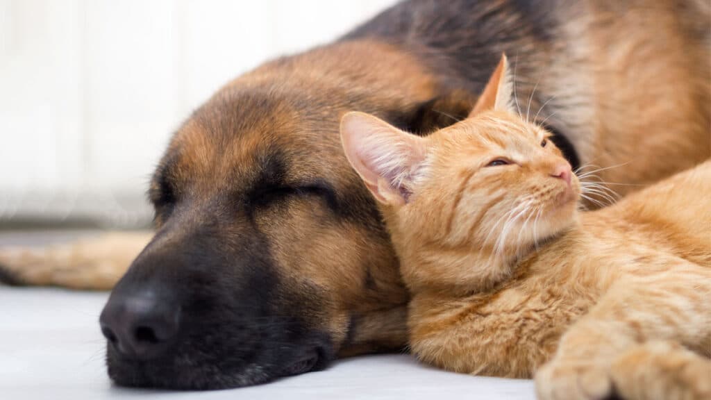 Katt och hund sover tillsammans