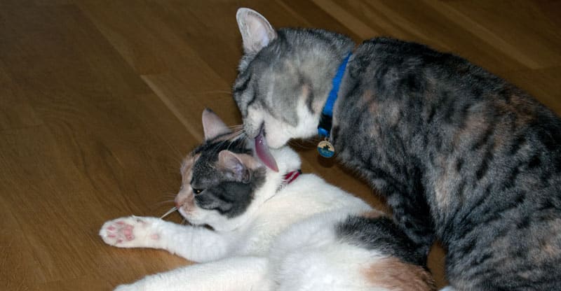 En katt slickar en annan katt