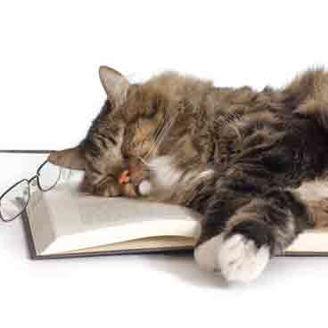 Katten sover på en bok
