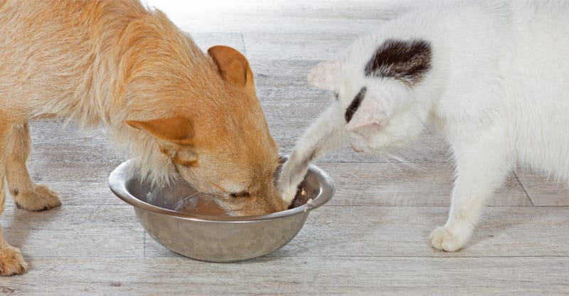 Katten tar av hundens mat